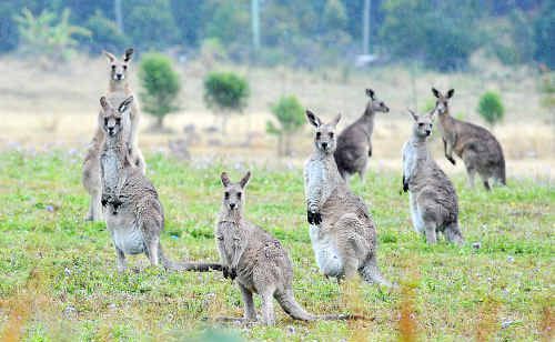 The Northern Beaches area of Coffs Harbour, especially around Safety Beach, Sandy Beach and Moonee, is well known for its kangaroo mobs. The Northern Beaches area of Coffs Harbour, especially around Safety Beach, Sandy Beach and Moonee, is well known for its kangaroo mobs.